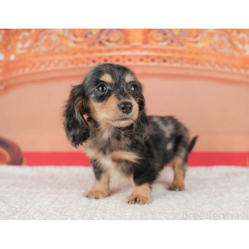 販売中の千葉県のミニチュアダックスフンド(ロングヘアード)-430177の9枚目