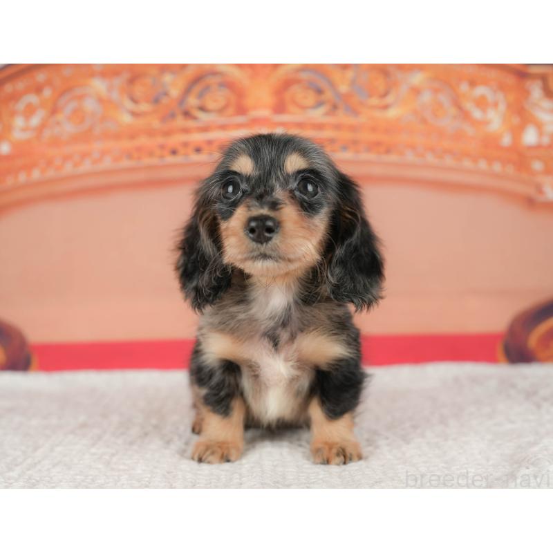 販売中の千葉県のミニチュアダックスフンド(ロングヘアード)-430177の8枚目