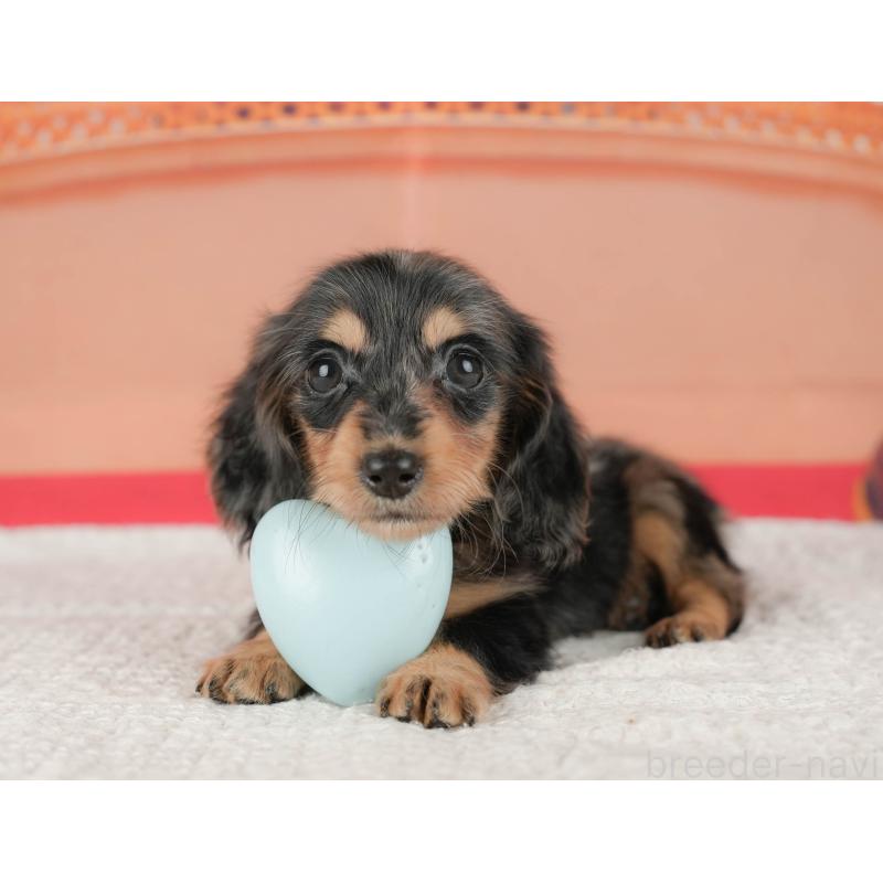 販売中の千葉県のミニチュアダックスフンド(ロングヘアード)-430177の7枚目