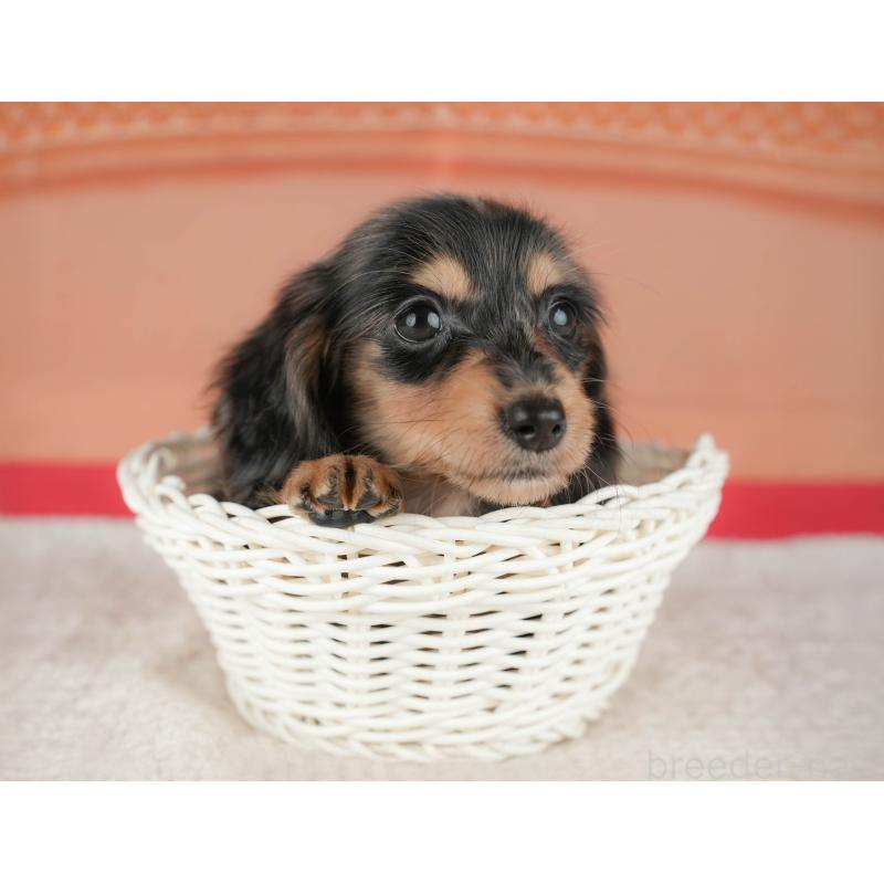 販売中の千葉県のミニチュアダックスフンド(ロングヘアード)-430177の6枚目