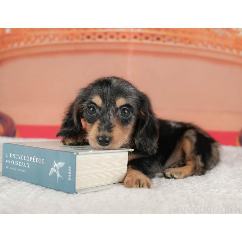 販売中の千葉県のミニチュアダックスフンド(ロングヘアード)-430177の5枚目