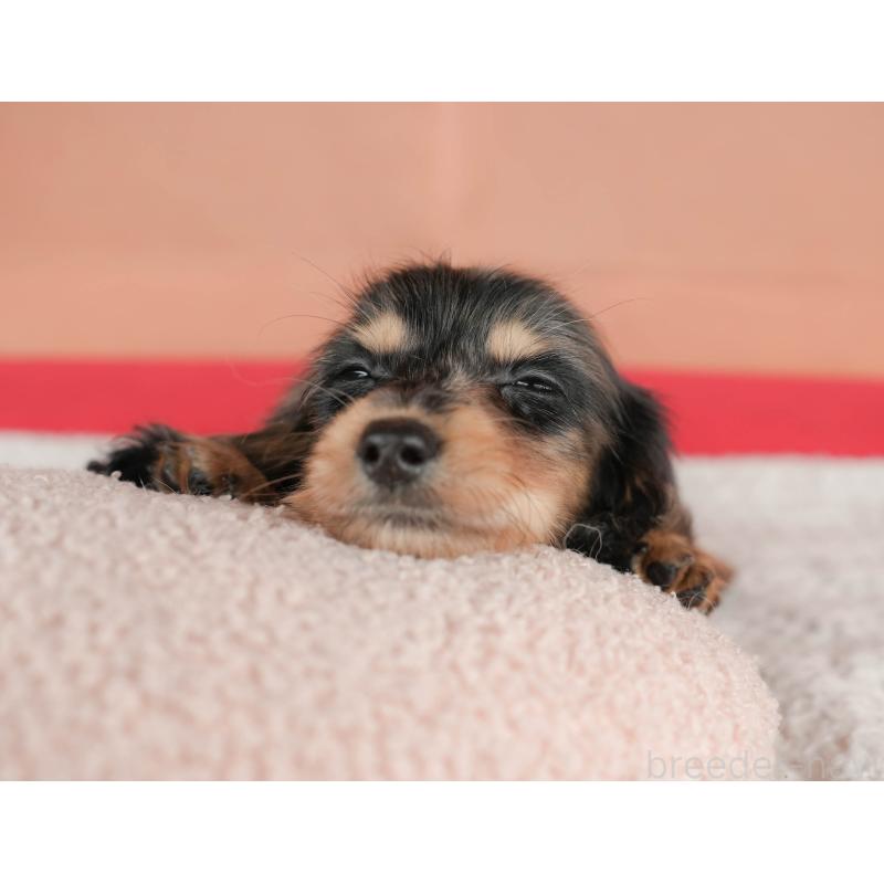 販売中の千葉県のミニチュアダックスフンド(ロングヘアード)-430177の4枚目