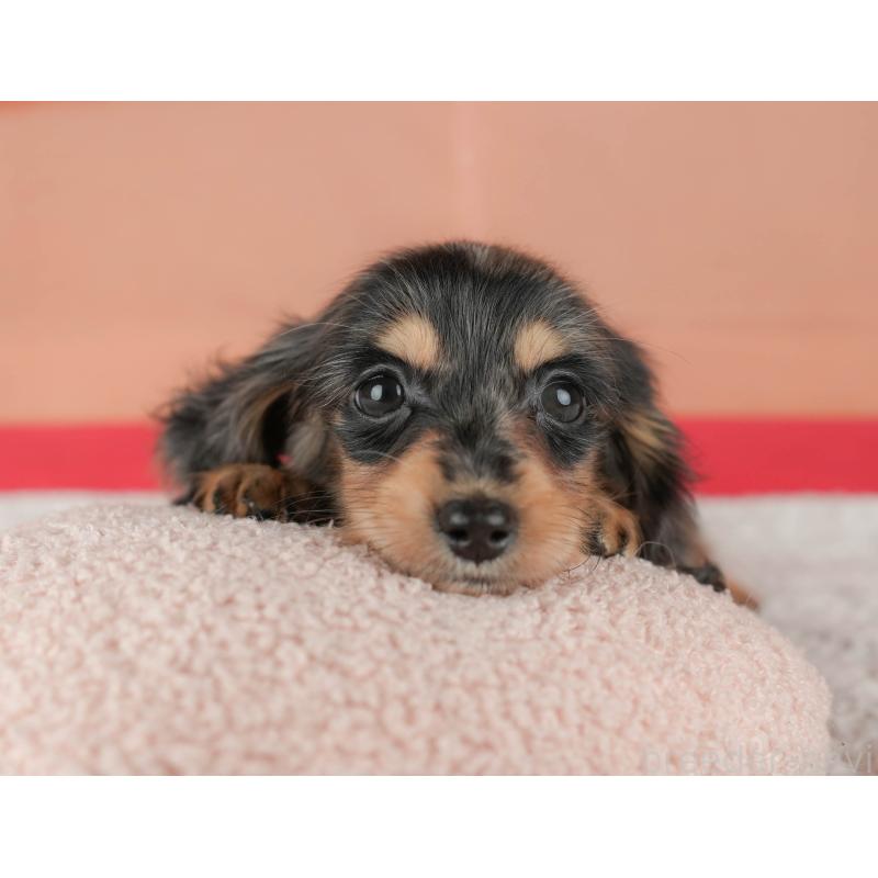 販売中の千葉県のミニチュアダックスフンド(ロングヘアード)-430177の3枚目