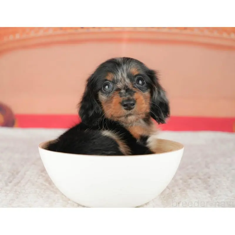 販売中の千葉県のミニチュアダックスフンド(ロングヘアード)-430176