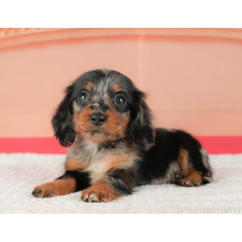 販売中の千葉県のミニチュアダックスフンド(ロングヘアード)-430176の11枚目