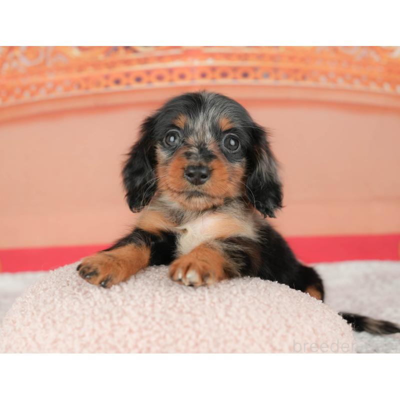 販売中の千葉県のミニチュアダックスフンド(ロングヘアード)-430176の10枚目