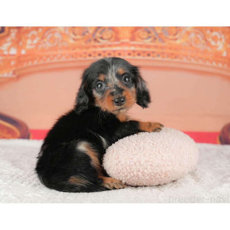 販売中の千葉県のミニチュアダックスフンド(ロングヘアード)-430176の9枚目