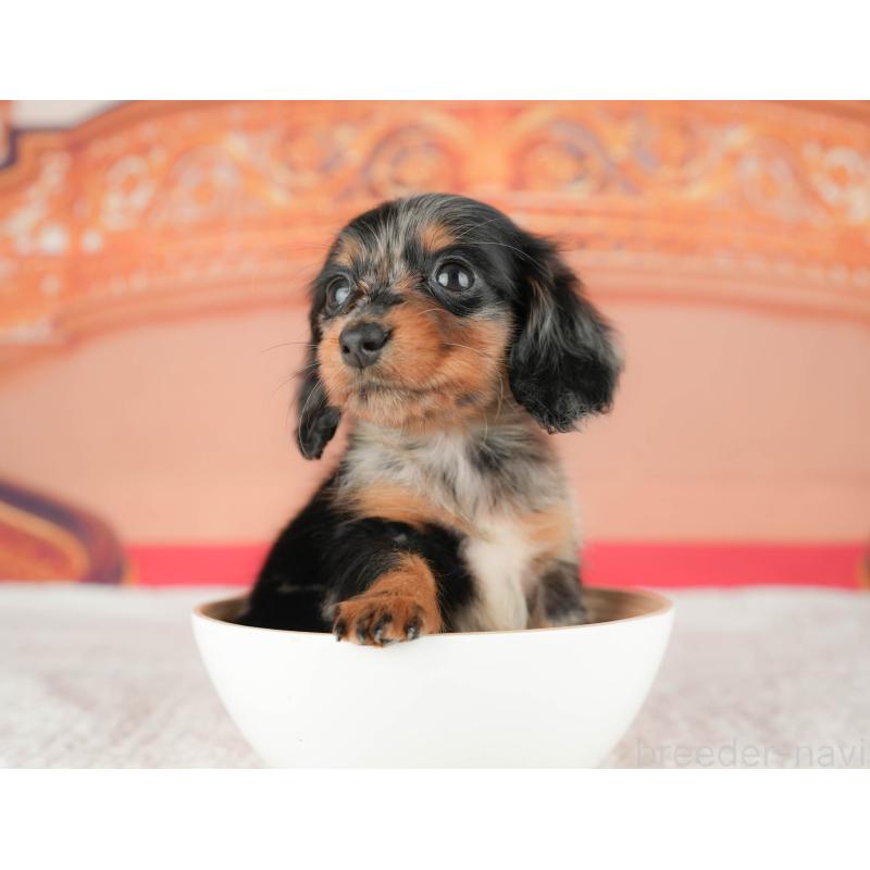 販売中の千葉県のミニチュアダックスフンド(ロングヘアード)-430176の8枚目