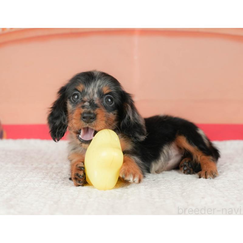 販売中の千葉県のミニチュアダックスフンド(ロングヘアード)-430176の7枚目