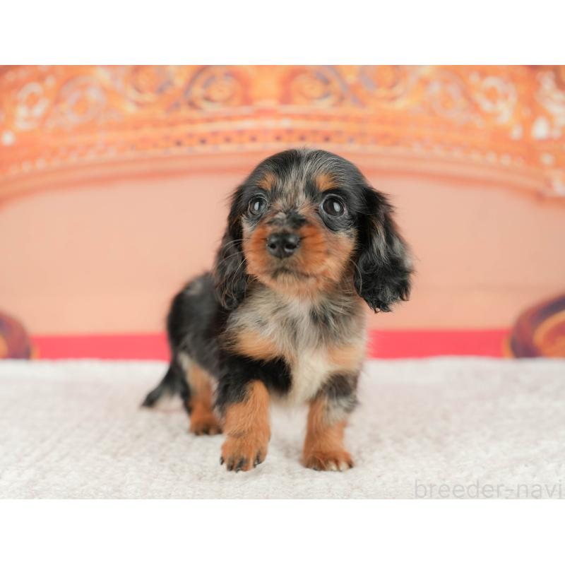 販売中の千葉県のミニチュアダックスフンド(ロングヘアード)-430176の6枚目