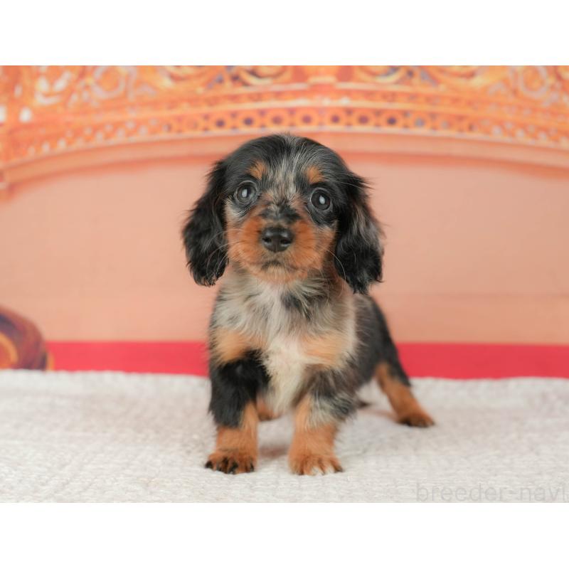 販売中の千葉県のミニチュアダックスフンド(ロングヘアード)-430176の5枚目