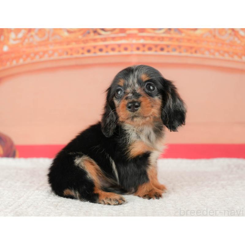 販売中の千葉県のミニチュアダックスフンド(ロングヘアード)-430176の4枚目