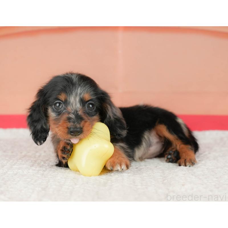 販売中の千葉県のミニチュアダックスフンド(ロングヘアード)-430176の3枚目