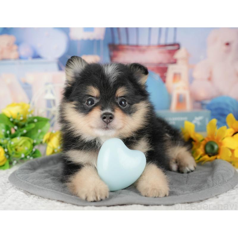 販売中の千葉県のポメラニアン-430174の1枚目