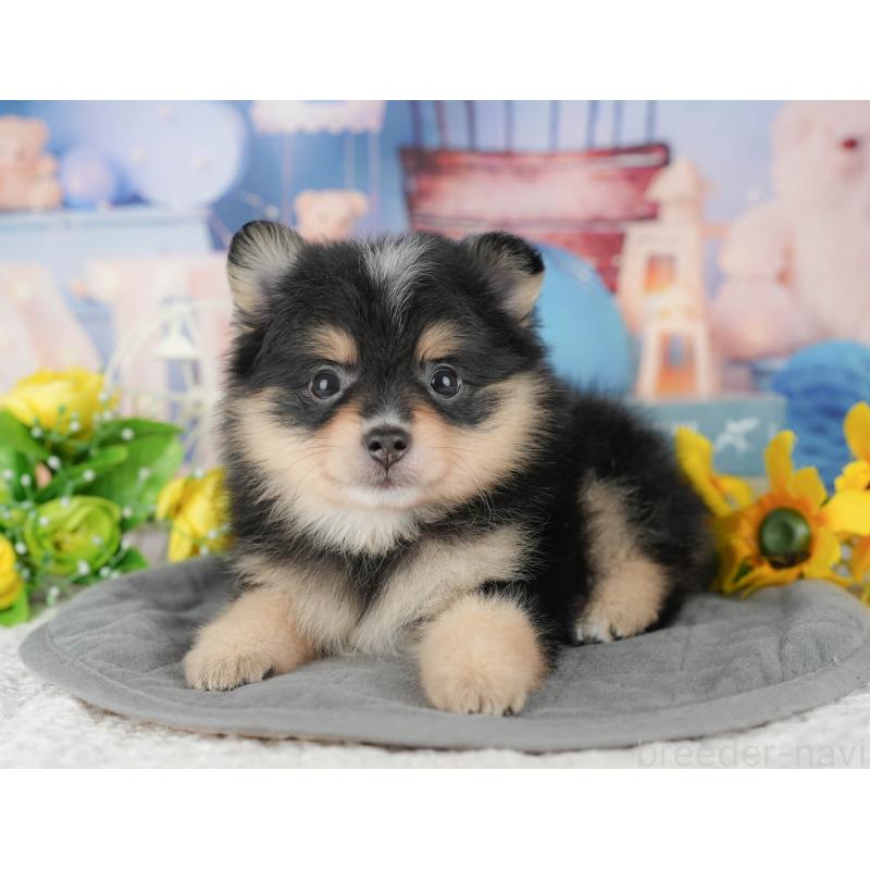 販売中の千葉県のポメラニアン-430174の11枚目