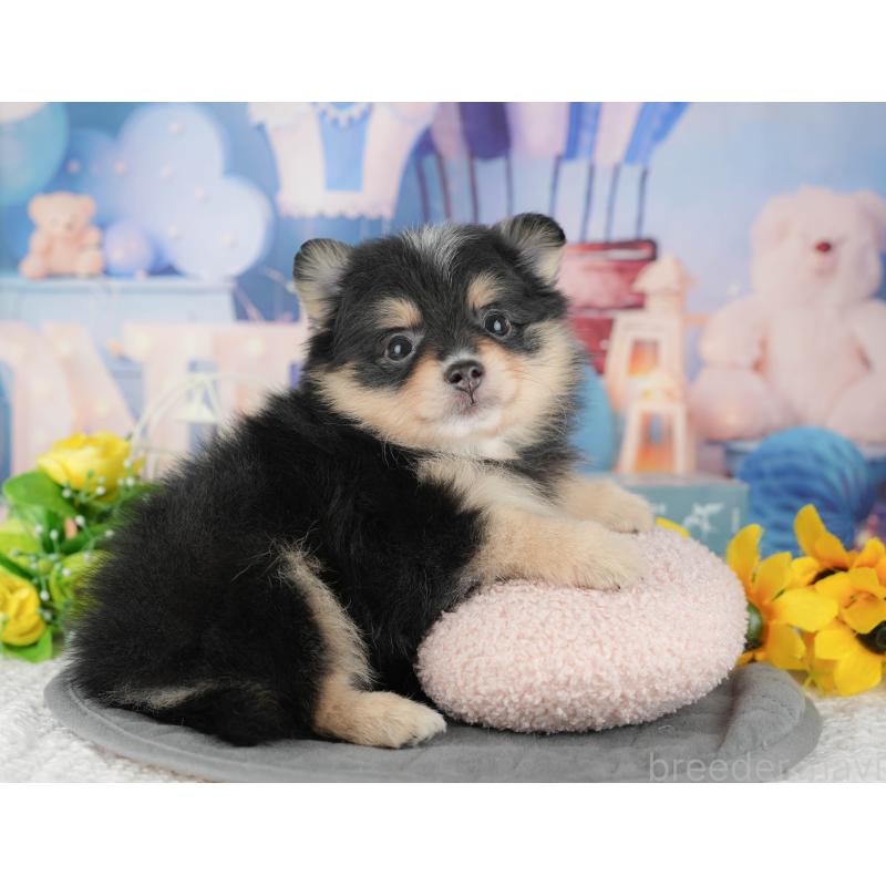 販売中の千葉県のポメラニアン-430174の9枚目