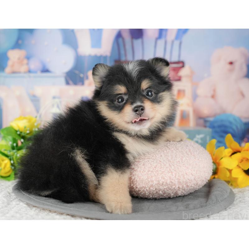 販売中の千葉県のポメラニアン-430174の8枚目