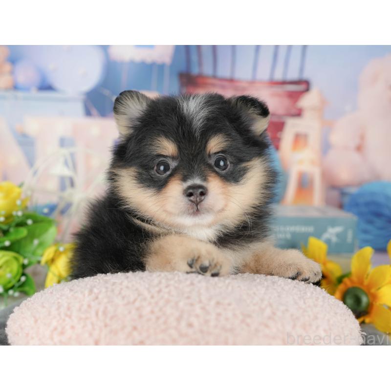 販売中の千葉県のポメラニアン-430174の7枚目