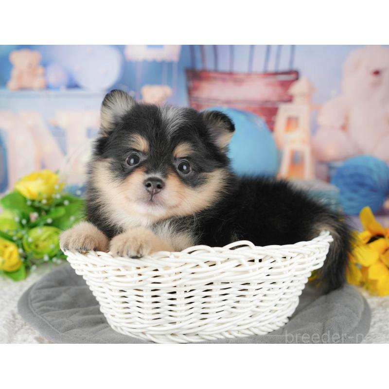 販売中の千葉県のポメラニアン-430174の5枚目