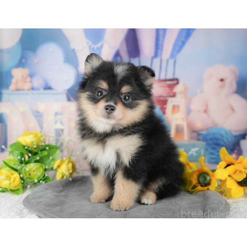 販売中の千葉県のポメラニアン-430174の4枚目