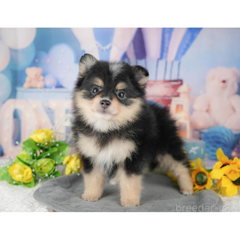 販売中の千葉県のポメラニアン-430174の3枚目