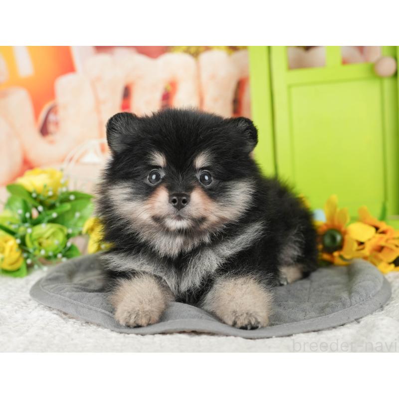 販売中ののポメラニアン-430173