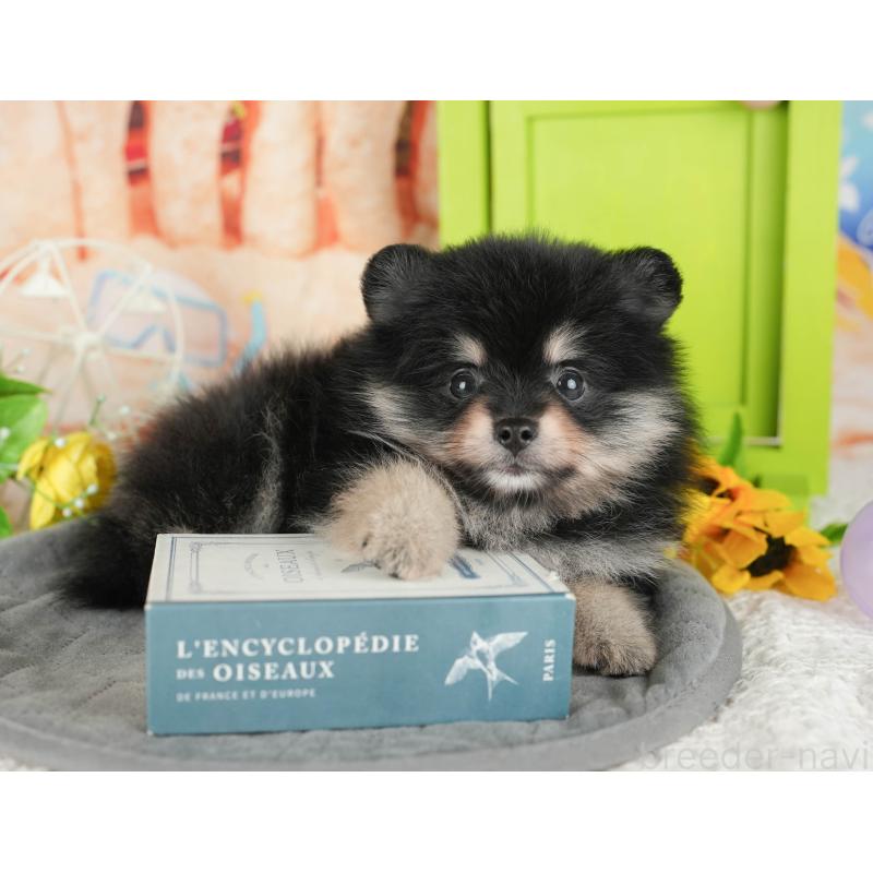 販売中の千葉県のポメラニアン-430173の11枚目