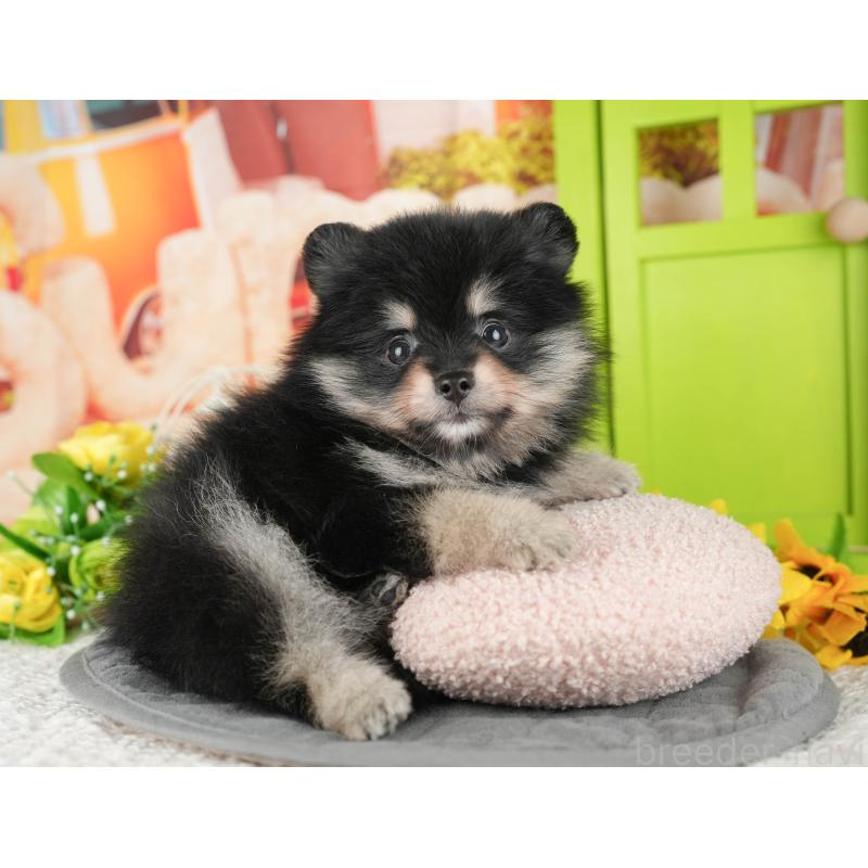 販売中の千葉県のポメラニアン-430173の10枚目