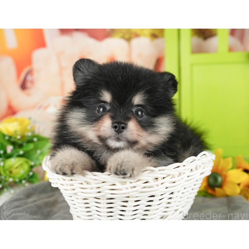 販売中の千葉県のポメラニアン-430173の9枚目