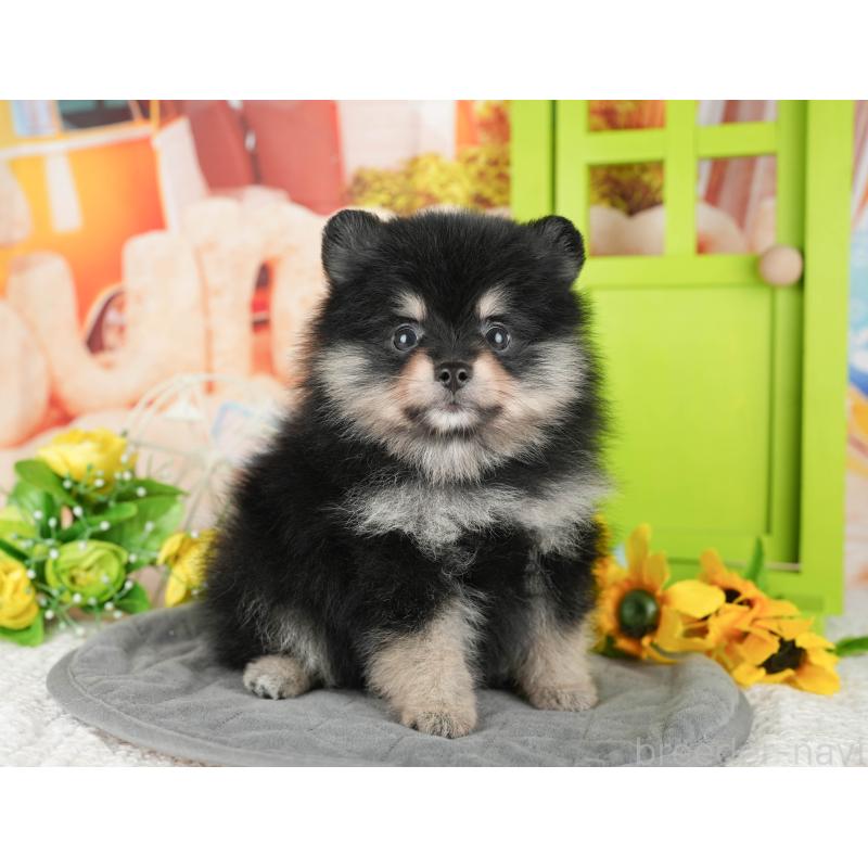 販売中の千葉県のポメラニアン-430173の8枚目