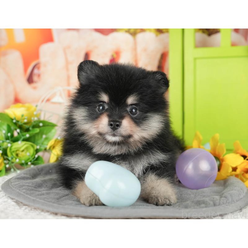 販売中の千葉県のポメラニアン-430173の7枚目