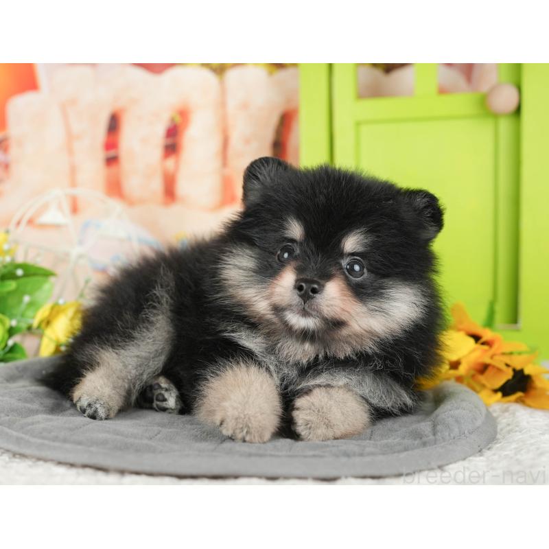 販売中の千葉県のポメラニアン-430173の5枚目