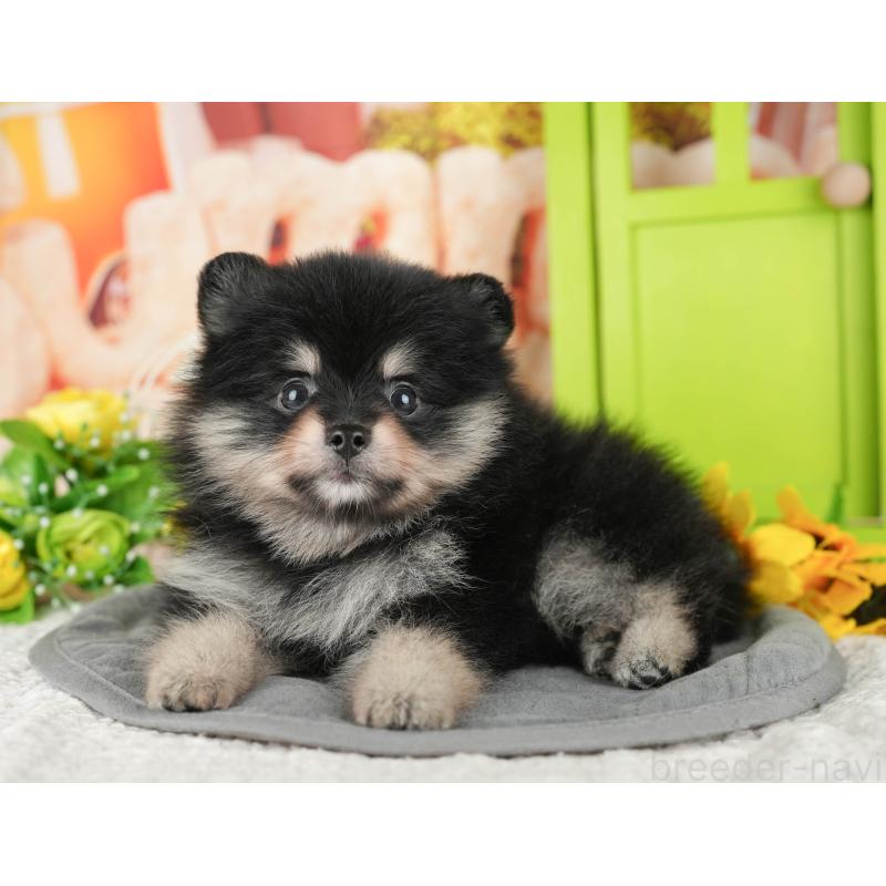 販売中の千葉県のポメラニアン-430173の4枚目