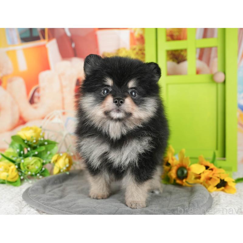 販売中の千葉県のポメラニアン-430173の3枚目