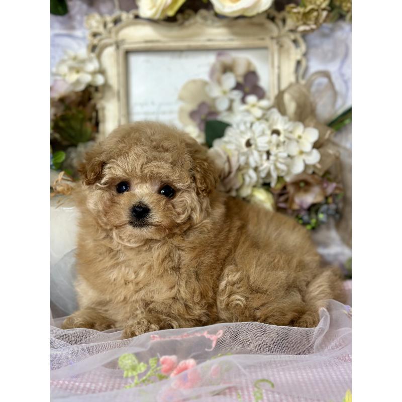 販売中の神奈川県のタイニープードル-429901の6枚目