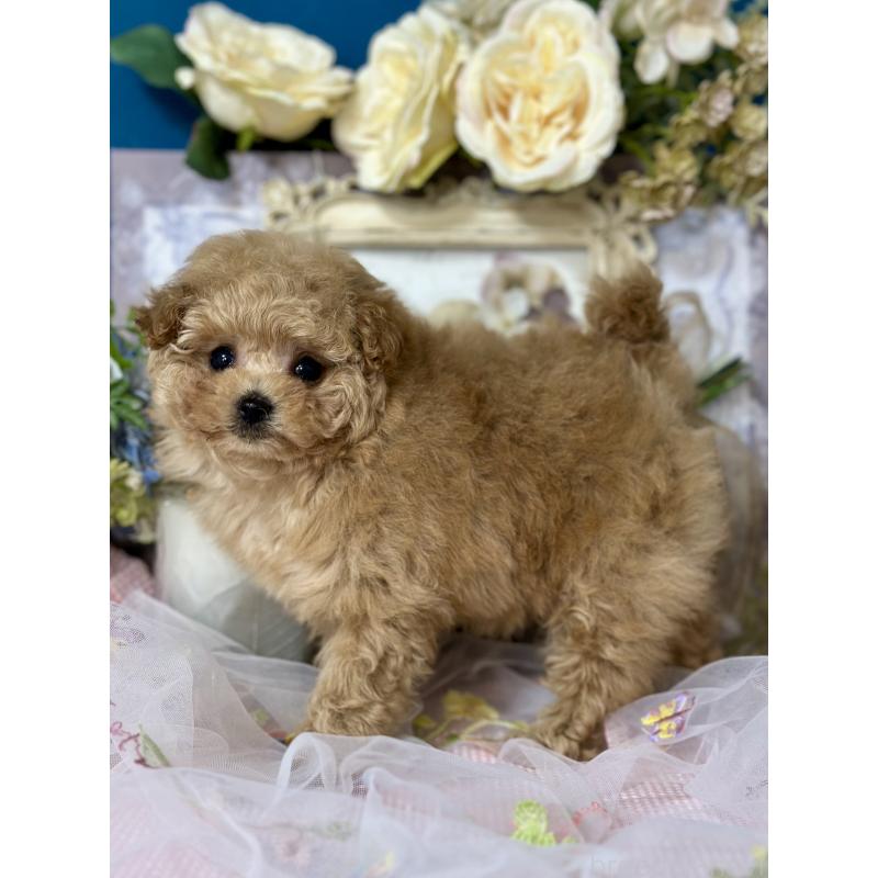 販売中の神奈川県のタイニープードル-429901の5枚目