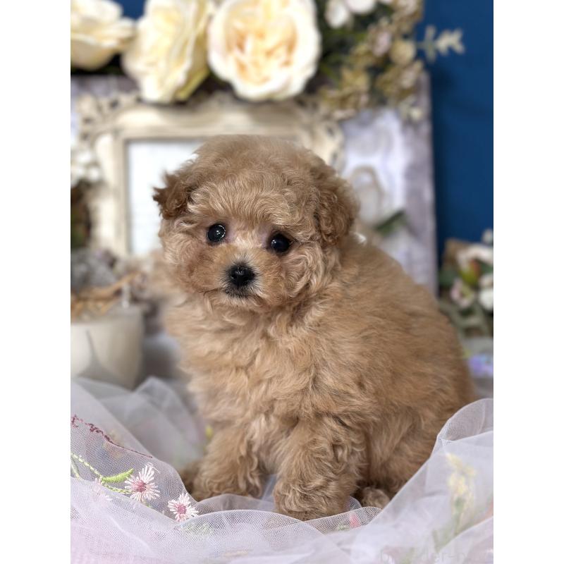 販売中の神奈川県のタイニープードル-429901の4枚目