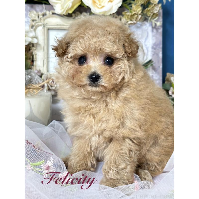 販売中の神奈川県のタイニープードル-429901の2枚目