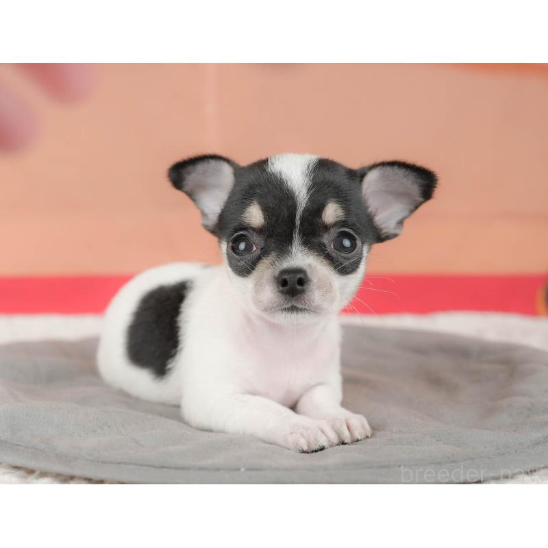 販売中の千葉県のチワワ(スムースコート)-430172の1枚目