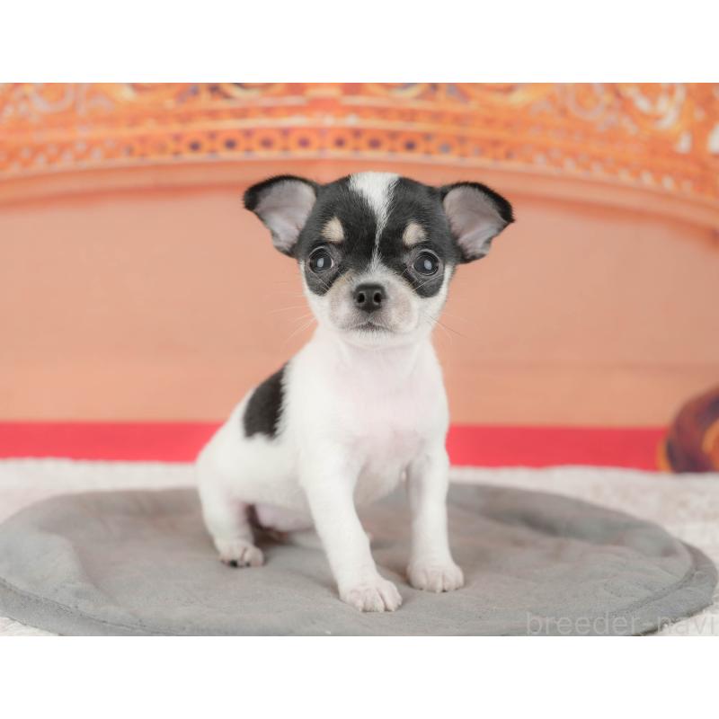 販売中の千葉県のチワワ(スムースコート)-430172の11枚目