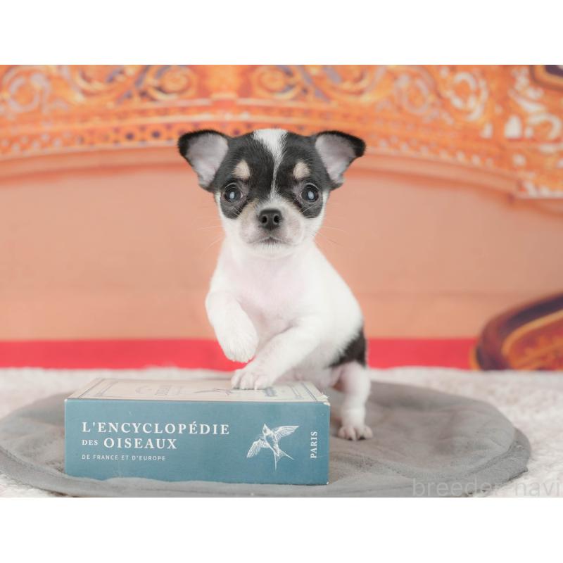 販売中の千葉県のチワワ(スムースコート)-430172の9枚目