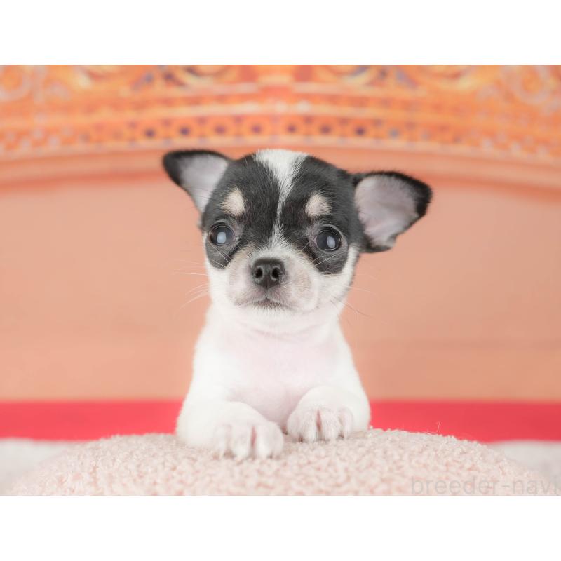 販売中の千葉県のチワワ(スムースコート)-430172の8枚目