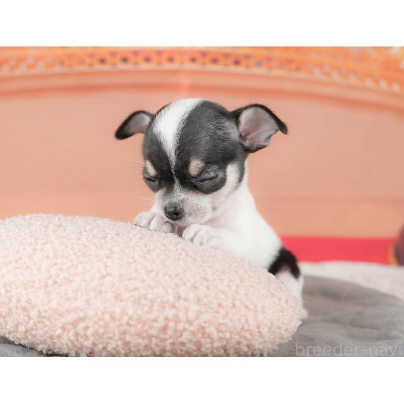 販売中の千葉県のチワワ(スムースコート)-430172の7枚目