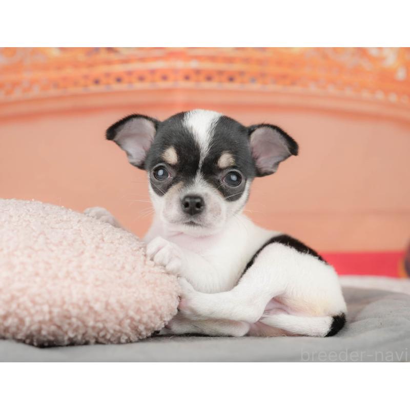 販売中の千葉県のチワワ(スムースコート)-430172の6枚目