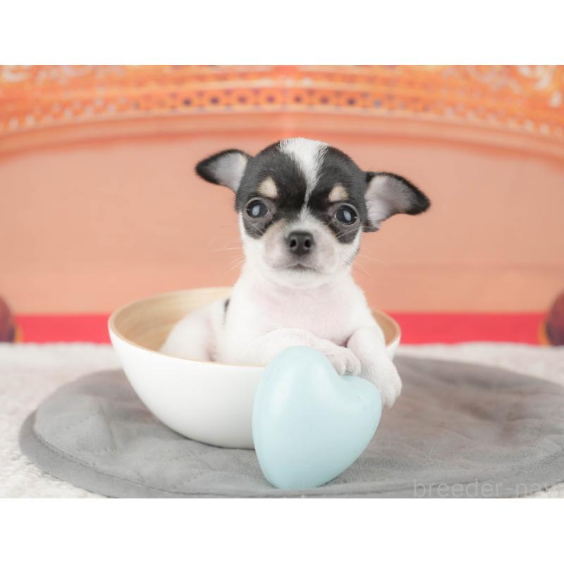 販売中の千葉県のチワワ(スムースコート)-430172の5枚目