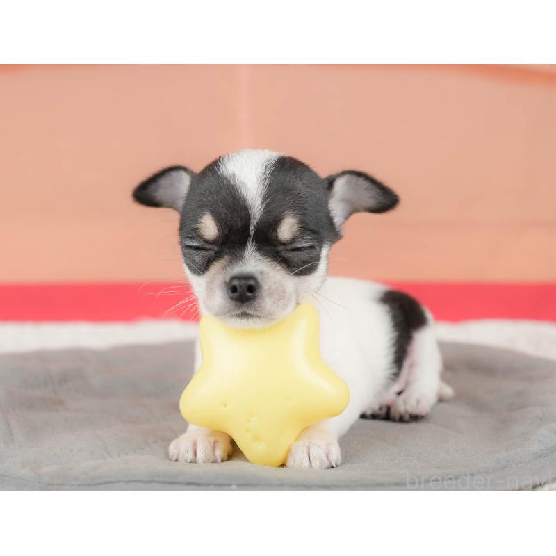 販売中の千葉県のチワワ(スムースコート)-430172の4枚目