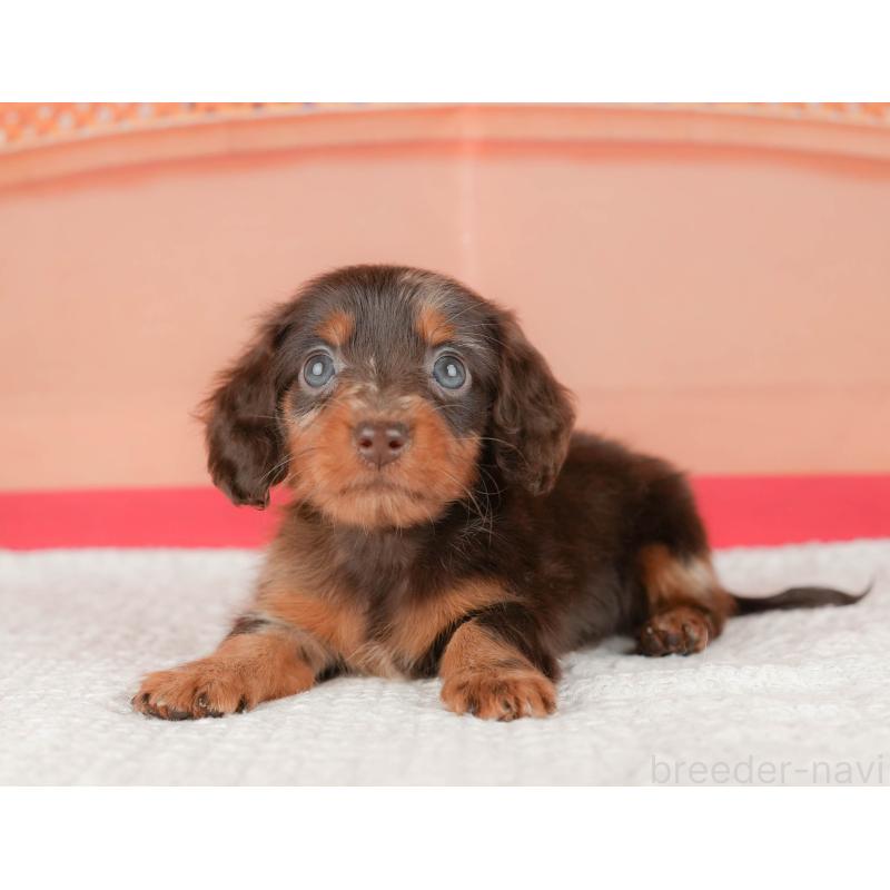 販売中の千葉県のミニチュアダックスフンド(ロングヘアード)-430170の9枚目