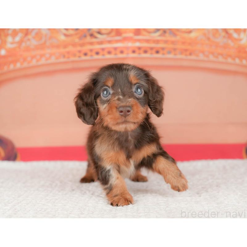 販売中の千葉県のミニチュアダックスフンド(ロングヘアード)-430170の8枚目