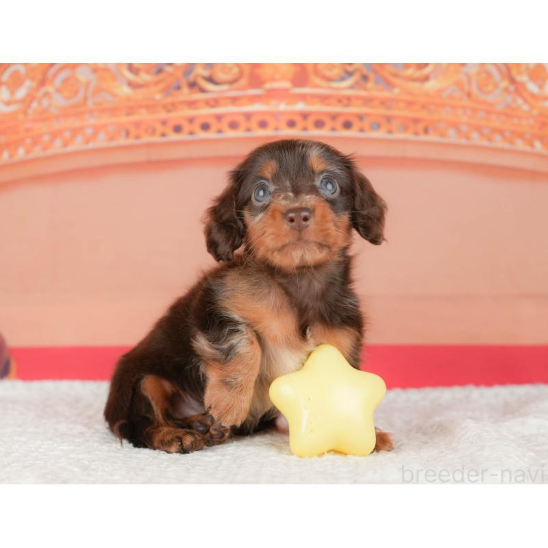 販売中の千葉県のミニチュアダックスフンド(ロングヘアード)-430170の5枚目