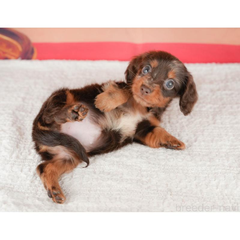 販売中の千葉県のミニチュアダックスフンド(ロングヘアード)-430170の3枚目